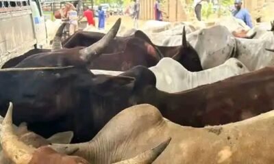 Senator Yari Donates 500 Cows To Apc Members Across Zamfara State