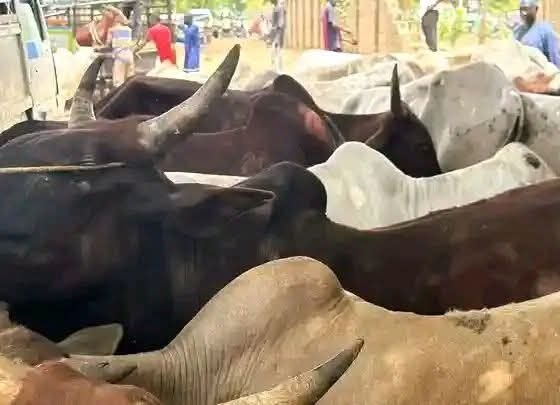 Senator Yari Donates 500 Cows To Apc Members Across Zamfara State