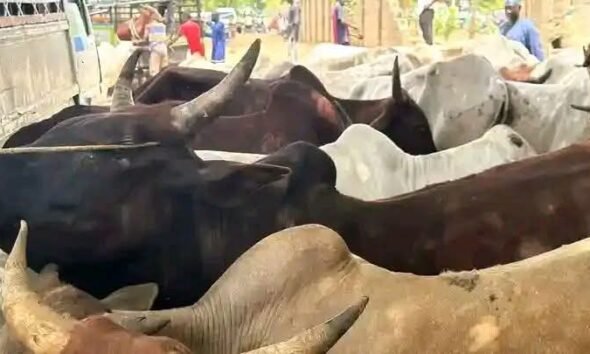 Senator Yari Donates 500 Cows To Apc Members Across Zamfara State