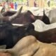 Senator Yari Donates 500 Cows To Apc Members Across Zamfara State