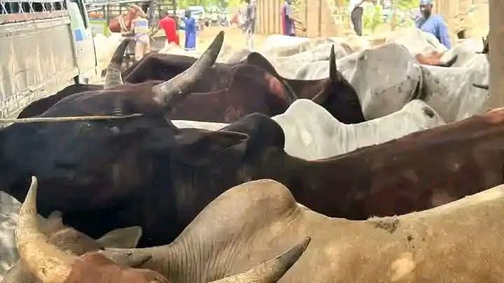 Senator Yari Donates 500 Cows To Apc Members Across Zamfara State