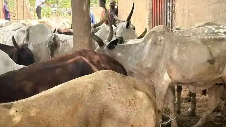 Senator Yari Donates 500 Cows To Apc Members Across Zamfara State